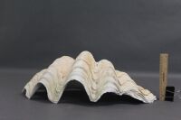 Medium Size Vintage Clam Shell - 6