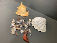 Lot of Shells - 2