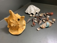 Lot of Shells - 3