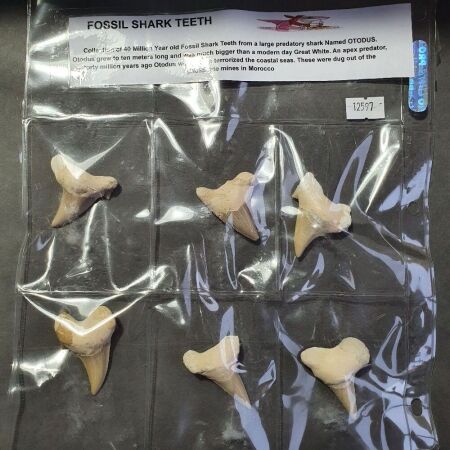 6 x Huge 40 Million Year old Fossil Shark Teeth from Morocco