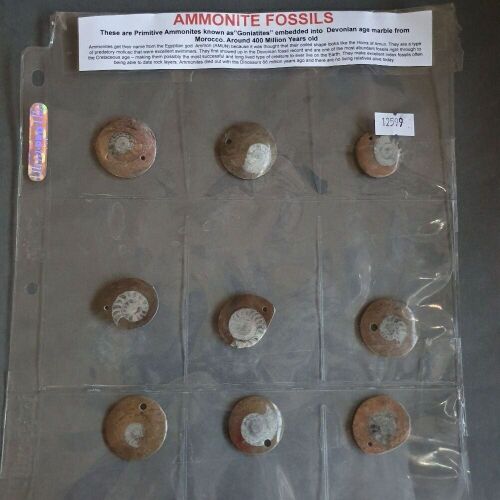 Collection of 9 Early Devonian Age Ammonite Fossils in Marble from Morrocco - Drilled for Use as Pendants etc