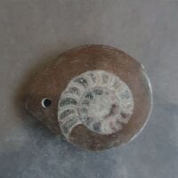 Collection of 9 Early Devonian Age Ammonite Fossils in Marble from Morrocco - Drilled for Use as Pendants etc - 3