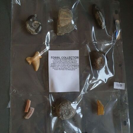 Collection of 8 Asstd Fossils from Morrocco, Madagascar & China