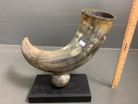 Large Mounted African Horn with Silver Metal Edging