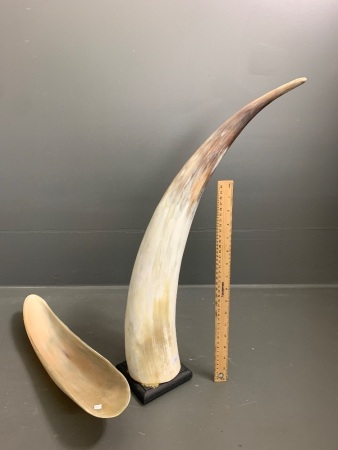 Large Mounted Horn + Shaped Horn Bowl