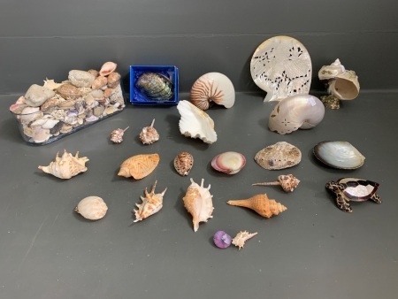 Asstd Lot of Sea Shells inc. Some Carved