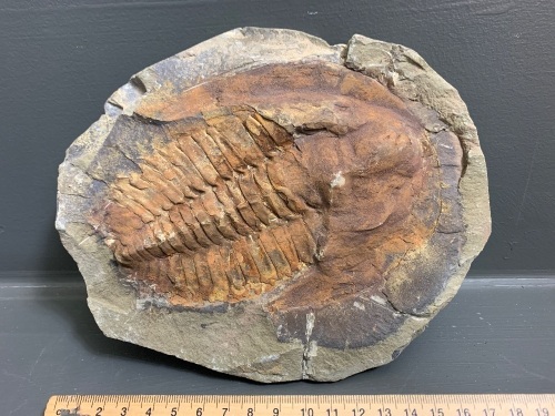 500 Million Year Old Large Paradoxides Trilobite Fossil from Morocco