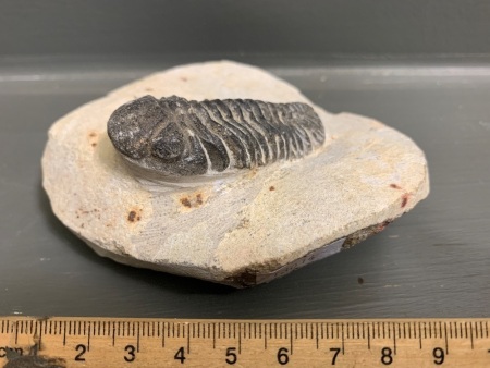 400 Million Year Old Devonian Age Trilobite Fossil from Morocco