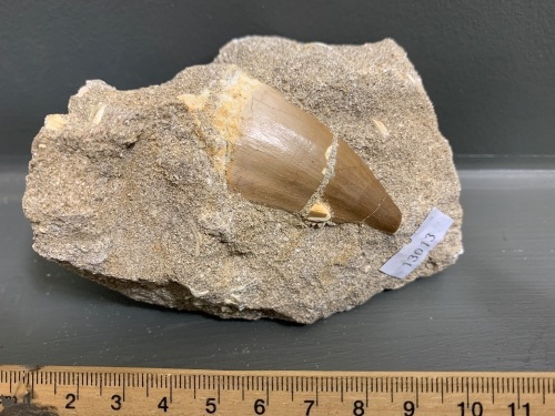 70 Million Year Old Mosasaur Tooth from Morocco Embedded in Cretaceous Sediment