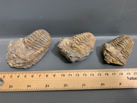 3 x 450 Million Year Old Ordovician Age Calymene Trilobite Fossils from Morocco