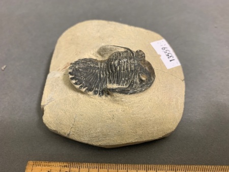 400 Million Year Old Trilobite Fossil from Morocco