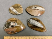 4 x 400 Million Year Old Devonian Age Polished Orthoceras Fossils from Morocco