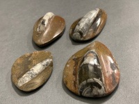 4 x 400 Million Year Old Devonian Age Polished Orthoceras Fossils from Morocco - 3