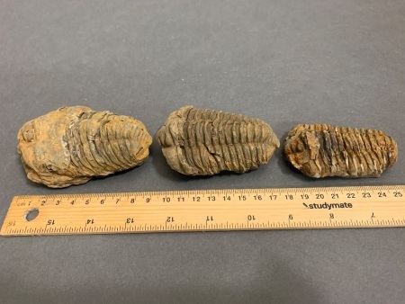 3 x 450 Million Year Old Ordovician Age Calymene Trilobite Fossils from Morocco