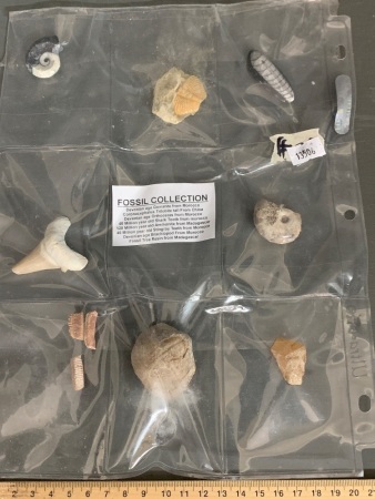 Collection of 8 Asstd Fossils from China, Morocco and Madagascar