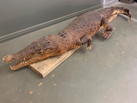 Vintage Taxidermied Saltwater Crocodile for Restoration - App. 1.9m Long with Tail Curled