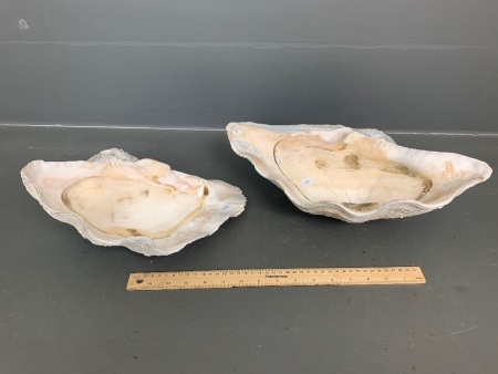 2 x Vintage Clam Shells