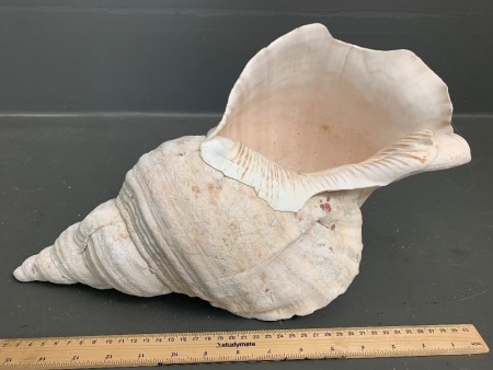 Large Vintage Shell