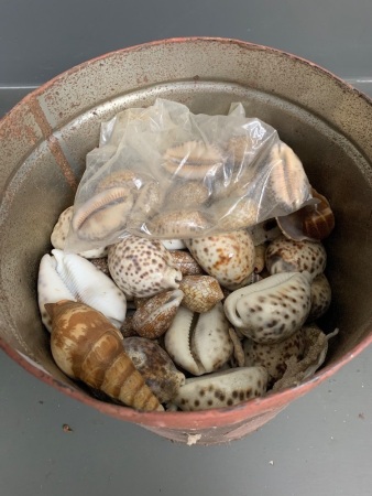 Large Asstd Lot of Hundreds of Vintage Sea Shells