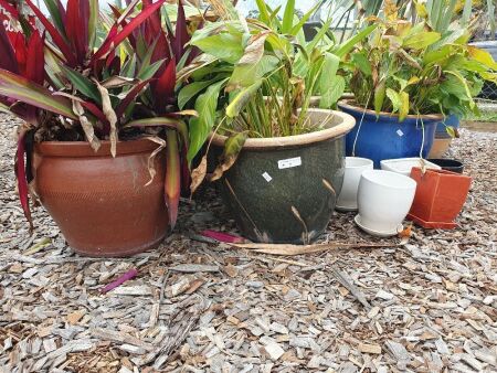 9 Asstd Ceramic Garden Pots and Plants + Small Empty Pots x 5