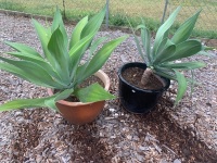 2 x Potted Agave Plants