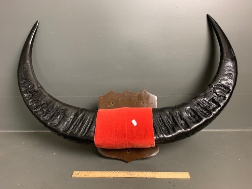 Extra Large Mounted Water Buffalo Horns