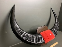 Extra Large Mounted Water Buffalo Horns - 2