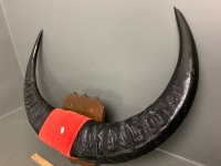 Extra Large Mounted Water Buffalo Horns - 3