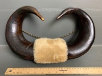 Mounted on Chain American Buffalo (Bison) Horn Tips