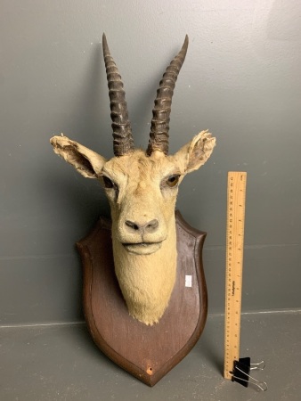 Taxidermy Head Mounted on Timber Block