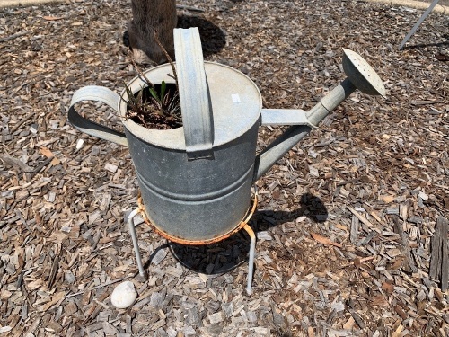 Vintage Galvanised Watering Can with Plant on Steel Tri Stand