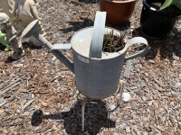 Vintage Galvanised Watering Can with Plant on Steel Tri Stand - 2