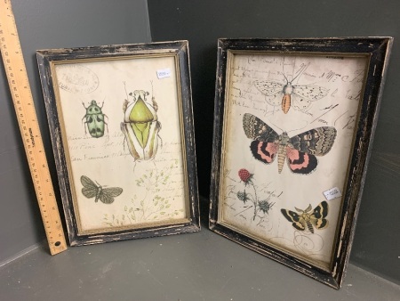 2 Wooden Framed Vintage Style Prints of Butterflies and Beetles