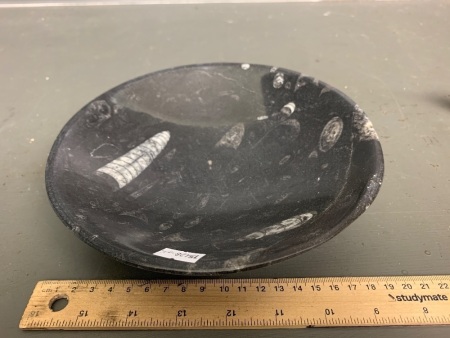 Salad Bowl made from 400 million year old Devonian age