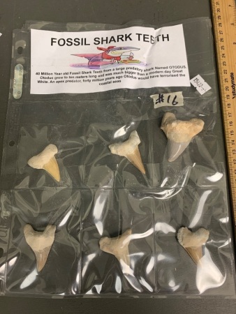 Six huge 40 million year old fossil shark teeth from Morocco