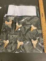 Six huge 40 million year old fossil shark teeth from Morocco - 2