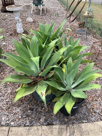 5 Potted Agave Plants - CHOICE LOT