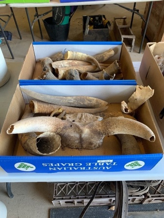 Collection of animal horns