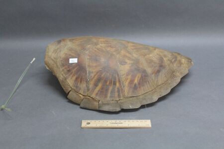 Vintage Turtle Shell - As Is