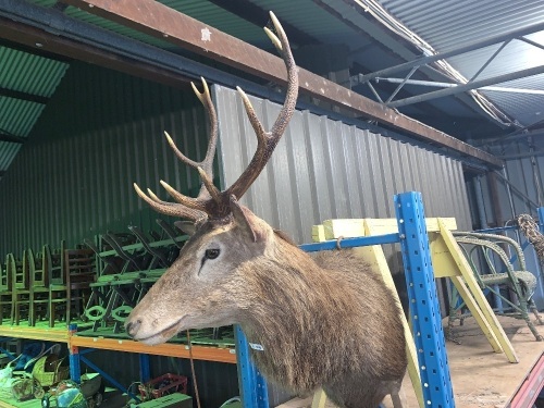 Large taxidermy buck deer