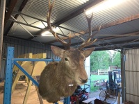 Large taxidermy buck deer - 2