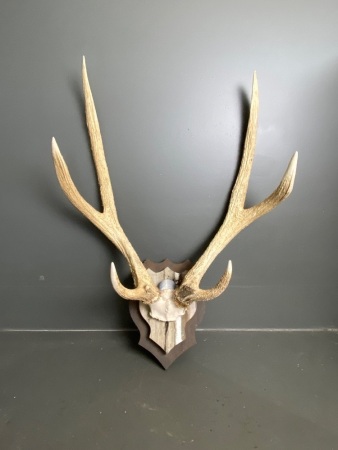 Deer antlers 88cm