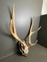 Deer antlers 88cm - 2