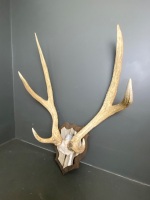 Deer antlers 88cm - 3