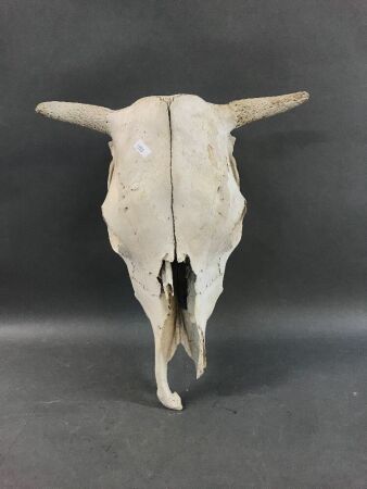 Vintage Cow Skull