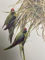 Red crowned parakeets limited edition art number 50 of 850 - 2