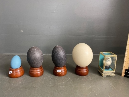 Selection of blown 2x Emu egg, 1x Ostrich egg & 1x Goose egg