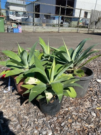 4 Agave plants