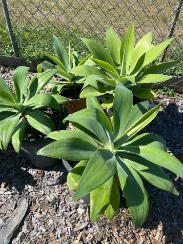 4 Agave plants