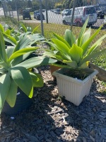 4 Agave plants - 2